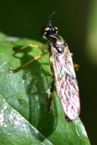 Réf. 303 908 : Dioctria linearis